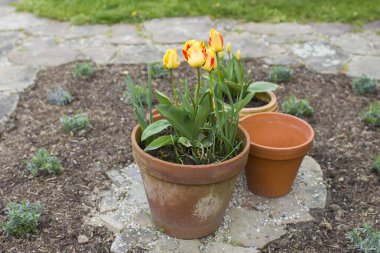 İlkbaharda kilden bir çömlekte laleler