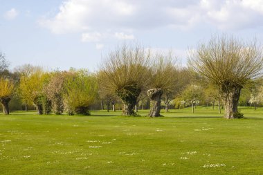 Salix caprea - söğüt ağacı. Almanya 'nın Issum kentindeki bir golf sahasında söğütlü bahar manzarası