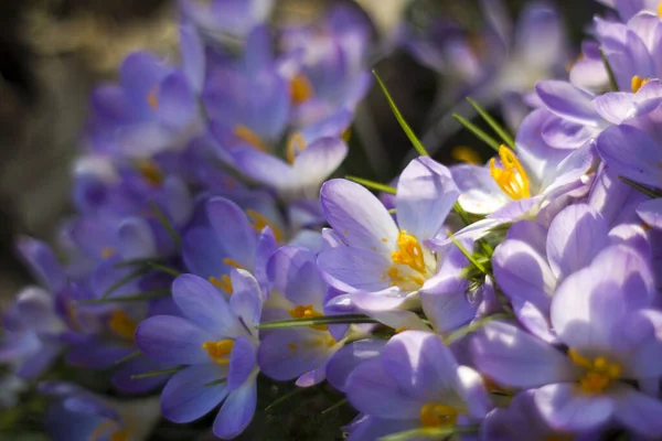 Kwiaty Krokusa Ogrodzie Wiosenne Kwiaty Zbliżenie — Zdjęcie stockowe