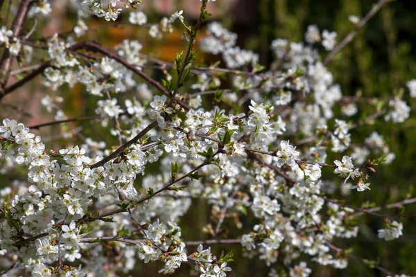Virág Cseresznyefa Tavaszi Lágy Fókusz — Stock Fotó
