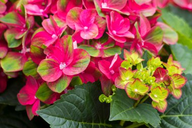 Bahçedeki kırmızı hortensiya çiçekleri - yakın plan