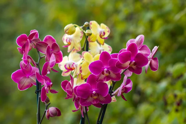 Hermosas Flores Orquídea Phalaenopsis — Foto de Stock