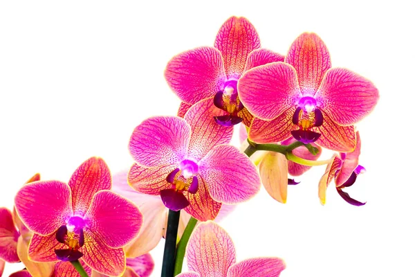 Belas Flores Orquídea Phalaenopsis Fundo Branco — Fotografia de Stock