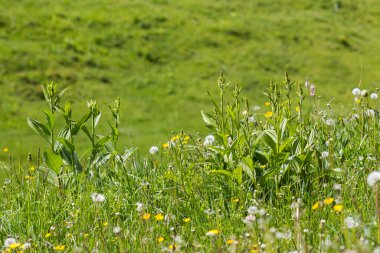 Avusturya 'daki Lienz Dolomitleri' nde çayır. Doğu Tyrol