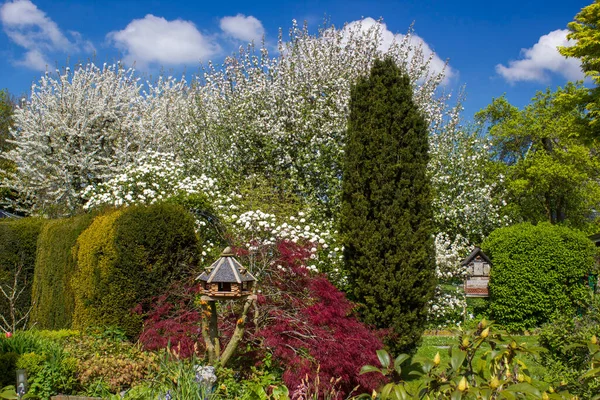 Árboles Flor Jardín Primavera Primavera Alemania — Foto de Stock