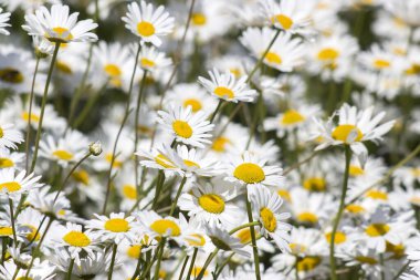 Ox-eye Daisy (Leucanthemum vulgare) bahçede - yakın plan