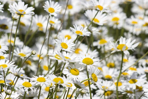 庭のオックスアイデイジー 菊のハゲワシ クローズアップ — ストック写真