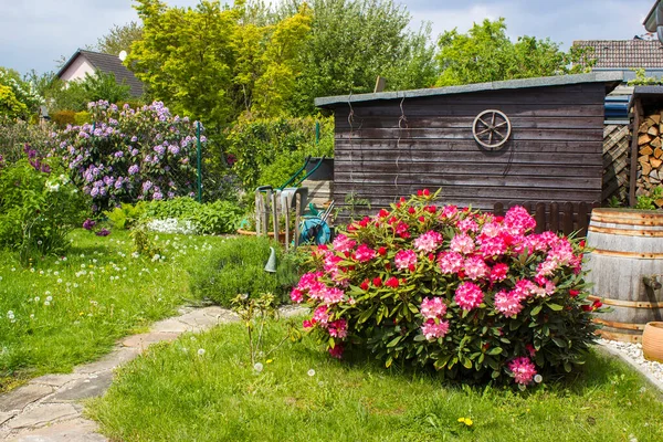 stock image Rustic garden -  blooming pink rhododendron flowers