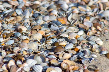 Hollanda, Renesse, Zeeland sahillerindeki deniz kabukları