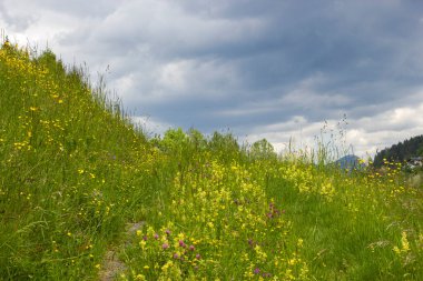 Avusturya 'nın Dachstein Bölgesindeki Meadow.