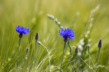 Arpa tarlasında - çiçek - yumuşak odak