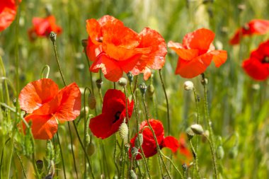 Arpa tarlasında - yabani gelincik çiçekleri - yumuşak odak