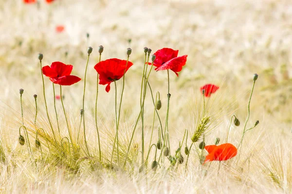 Barley Field Wild Poppy Flowers Soft Focus — Stock Photo, Image