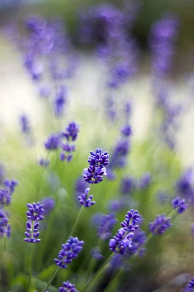 stock image lavender flowers in the garden - abstract background