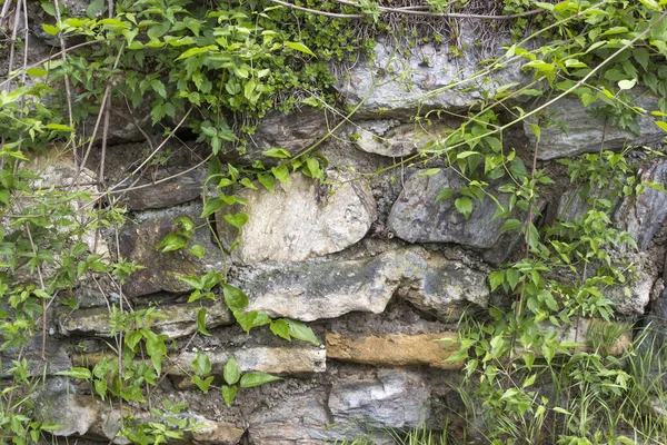 Muro Piedra Con Plantas Antiguo Edificio Austria Cerca — Foto de Stock