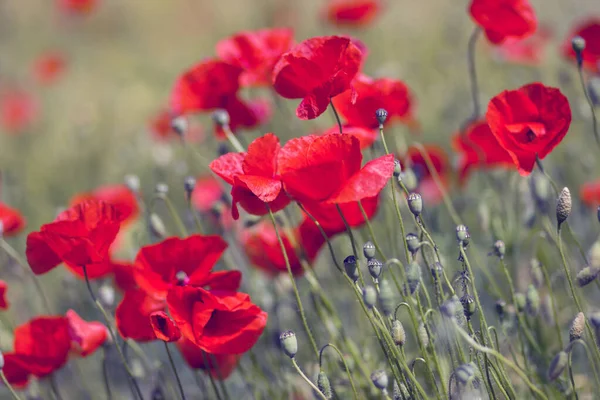 stock image in the meadow - wild poppy flowers - soft focus