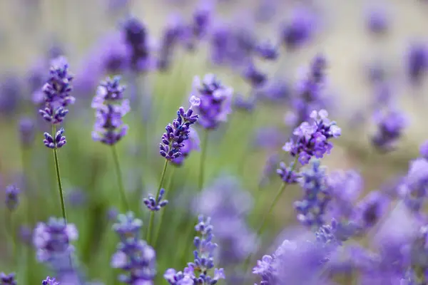 Lavendelbloemen Tuin Zachte Focus — Stockfoto