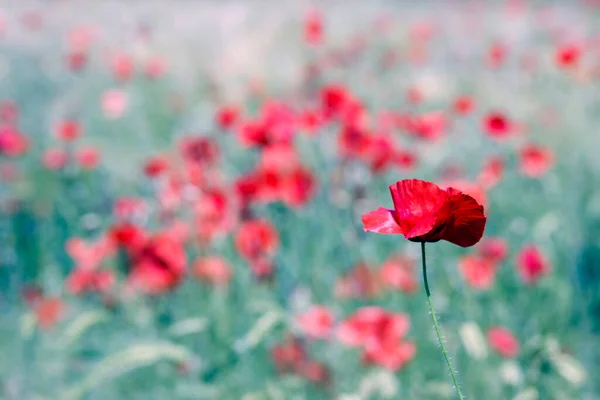 Meadow Wild Poppy Flowers Soft Focus — Stock Photo, Image