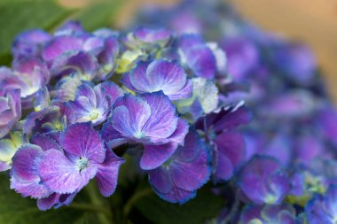 Macro image, blue hydrangea flower background