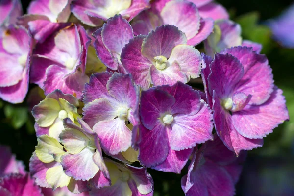 Macro Image Pink Hydrangea Flower Background — Stock Photo, Image