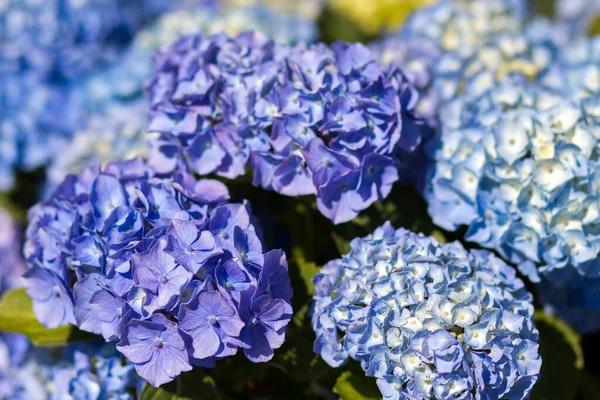 Макрозображення Синій Фон Квітки Гортензії — стокове фото