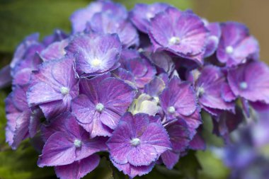 Macro image, blue hydrangea flower background