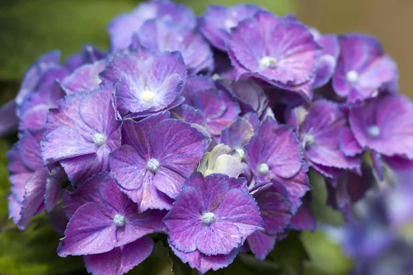 Макрозображення Синій Фон Квітки Гортензії — стокове фото