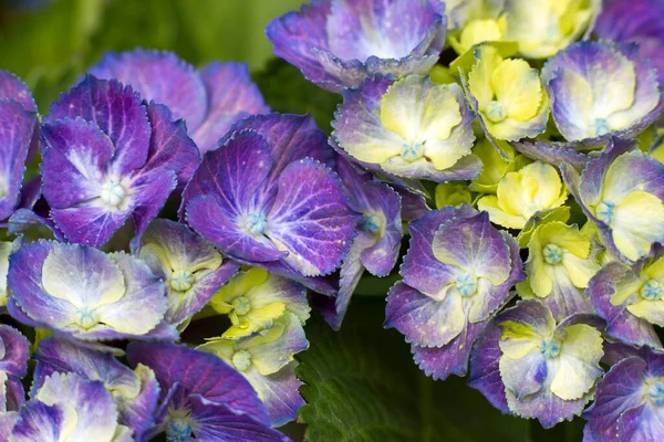 Macro Image Blue Hydrangea Flower Background — Stockfoto