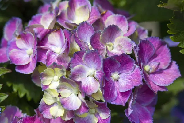 Makro Resim Pembe Ortanca Çiçeği Arkaplanı — Stok fotoğraf