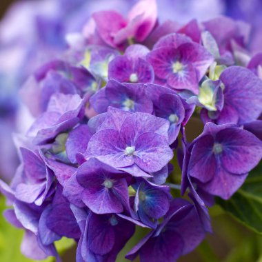 Makro resim, mavi ortanca çiçeği arkaplanı