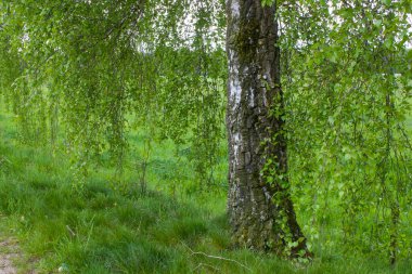 huş ağacı - kapanış - İlkbahar, Almanya