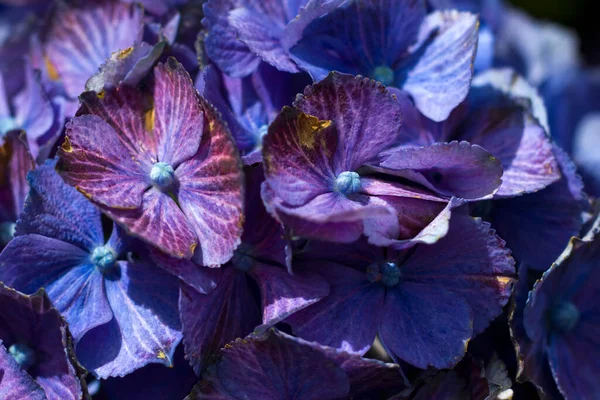 Macro Image Blue Hydrangea Flower Background — Stockfoto