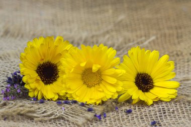 Üç takvim çiçeği. Yakın çekim.