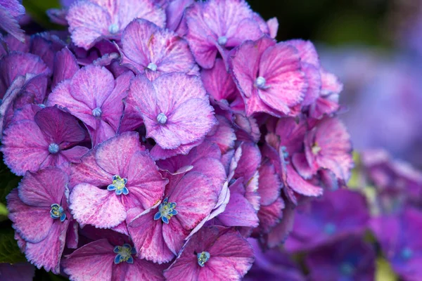 Макрозображення Рожевий Фон Квітки Гортензії — стокове фото