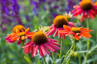 Ekinezya - bahçedeki koni çiçekleri - soyut arkaplan