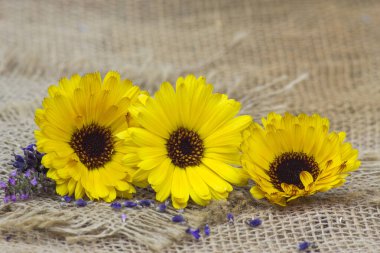 Üç takvim çiçeği. Yakın çekim.