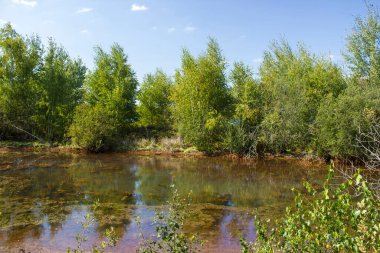 Hollanda 'daki Ulusal Park Maasduinen
