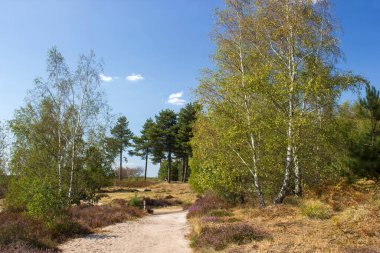 Hollanda 'daki Maasduinen Ulusal Parkı' nda Heathland