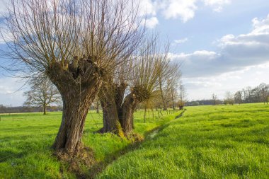 Salix caprea - willow grove. Spring Landscape with several willows grow in the meadow, Germany clipart