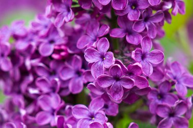 Çiçek açan leylak çiçekleri. Makro fotoğraf.
