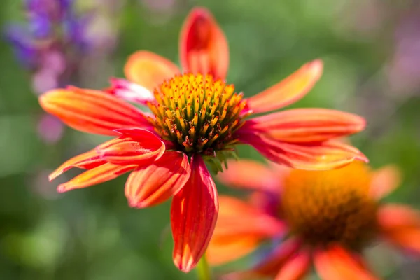 stock image echinacea - coneflowers in the garden - soft focus