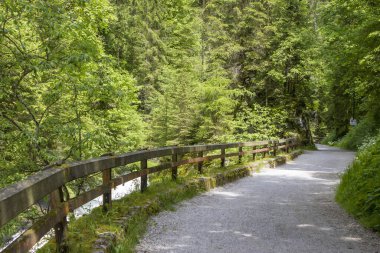 Avusturya Alplerinde bir ormanda yol, Dachstein bölgesi, Avusturya