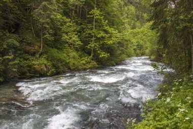 Dachstein bölgesinin Avusturya Alplerinde (Avusturya 'da Styria)