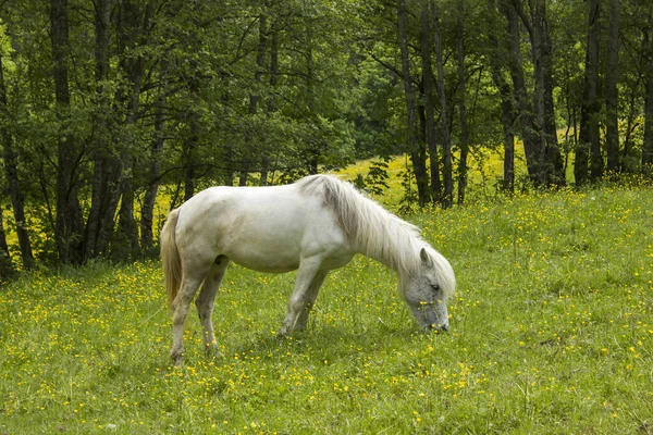 White Horse Alps Dachstein Region Austria — Stock Photo, Image