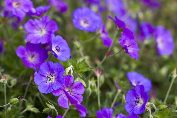 Гераниум великолепный, пурпурный журавль, является одним из видов растений рода Герань, семейство Гераниевые.