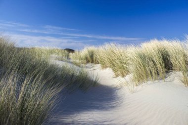 Hollanda 'daki kum tepeleri, Renesse, Zeeland.