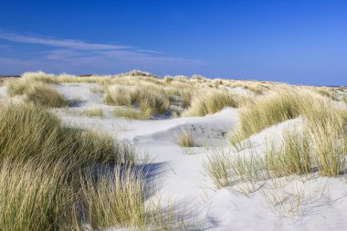 Hollanda 'daki kum tepeleri, Renesse, Zeeland.