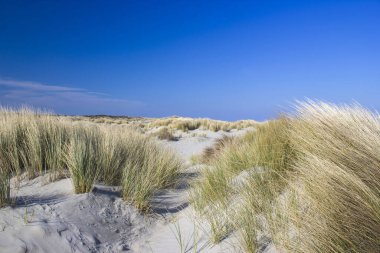 Hollanda 'daki kum tepeleri, Renesse, Zeeland.