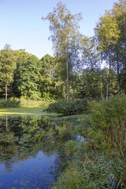Ormanda bir göl - Polonya 'da güneşli bir yaz günü