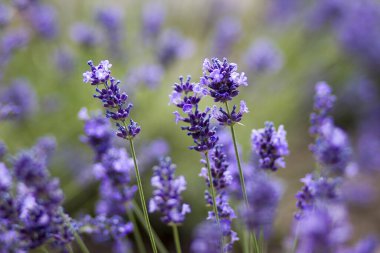 Bahçedeki lavanta çiçekleri - yumuşak odak